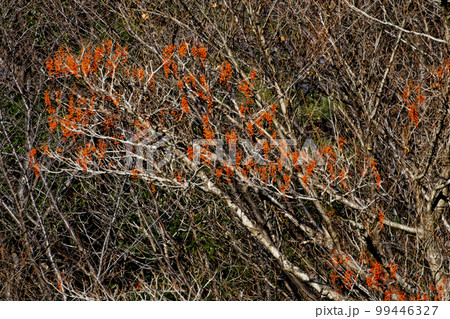 赤い実をつけるイイギリ 99446327