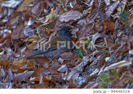 冬鳥ヒタキ科シロハラの採餌行動 冬鳥ヒタキ科シロハラの採餌行動 99446328