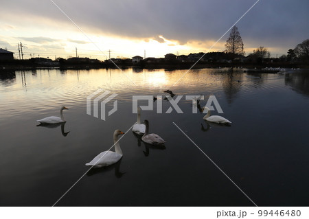 茨城 那珂 一の関ため池親水公園に飛来する白鳥 茨城 那珂 一の関ため池親水公園に飛来する白鳥 99446480