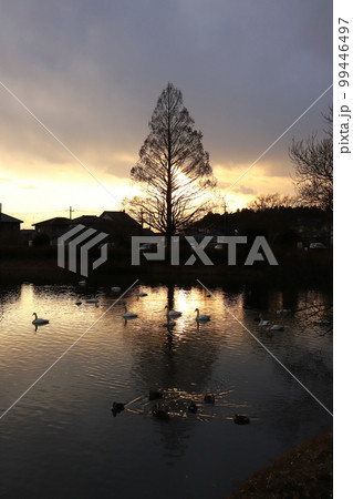 茨城 那珂 一の関ため池親水公園に飛来する白鳥 茨城 那珂 一の関ため池親水公園に飛来する白鳥 99446497