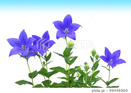 桔梗　青空イメージ　（fix撮影） 99446900