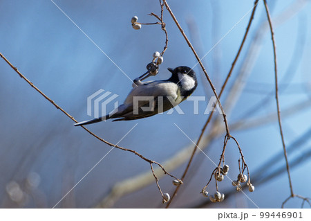 残されたナンキンハゼを採餌するシジュウカラ 99446901