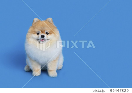 a cute pomeranian dog a cute pomeranian dog 99447329