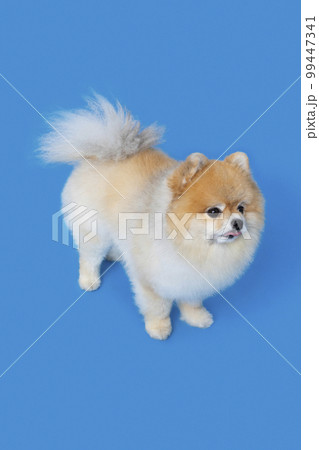 a cute pomeranian dog a cute pomeranian dog 99447341