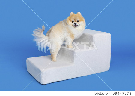 cute pomeranian dog using pet steps cute pomeranian dog using pet steps 99447372