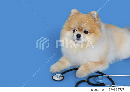cute pomeranian dog and stethoscope, pet medical concept cute pomeranian dog and stethoscope, pet medical concept 99447374
