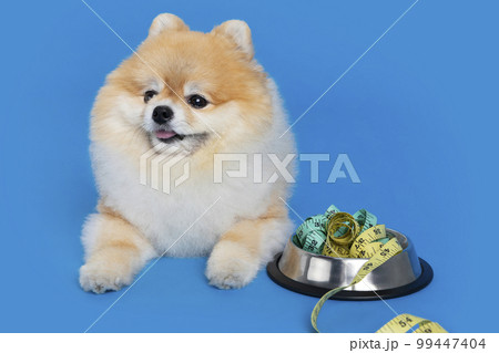 cute pomeranian dog and pet food for diet 99447404