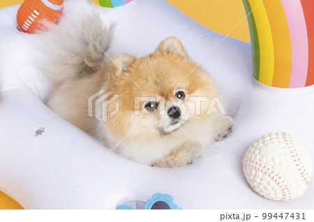 a cute pomeranian dog with trip objects, pet travel concept a cute pomeranian dog with trip objects, pet travel concept 99447431