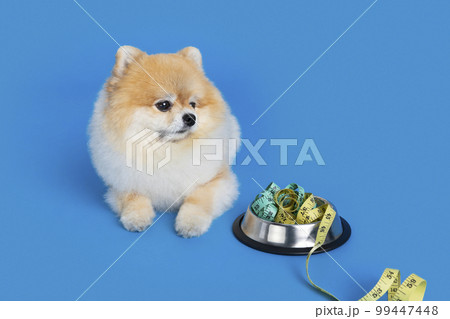 cute pomeranian dog and pet food for diet cute pomeranian dog and pet food for diet 99447448