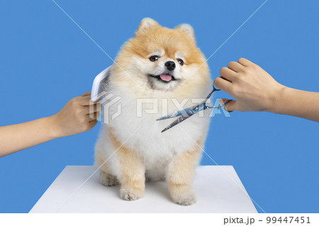 grooming pomeranian dog 99447451