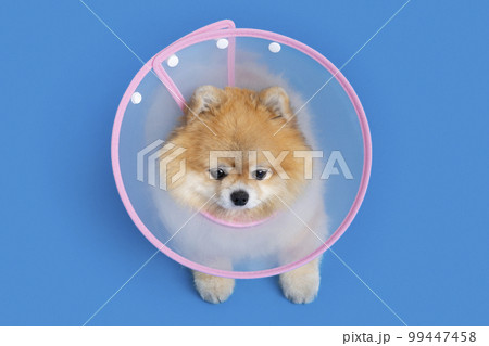 cute pomeranian dog with a collar accessory cute pomeranian dog with a collar accessory 99447458