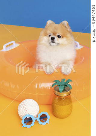 a cute pomeranian dog with trip objects, pet travel concept 99447461