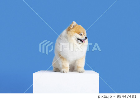 pomeranian dog on the platform pomeranian dog on the platform 99447481