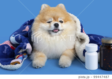 a cute pomeranian dog and medicine 99447487