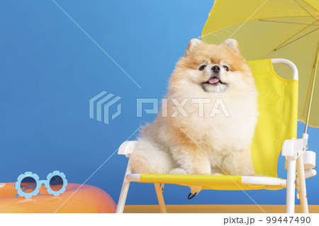 a cute pomeranian dog with trip objects, pet travel concept 99447490