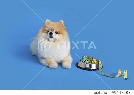 cute pomeranian dog and pet food for diet cute pomeranian dog and pet food for diet 99447503