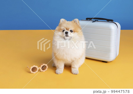 preparing for a trip with pet, a cute pomeranian dog 99447578