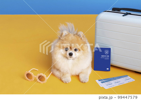 preparing for a trip with pet, a cute pomeranian dog 99447579