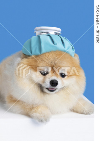 cute pomeranian dog with fever, cold shot with ice bag 99447591