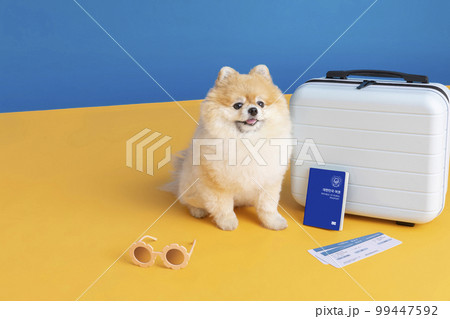 preparing for a trip with pet, a cute pomeranian dog preparing for a trip with pet, a cute pomeranian dog 99447592