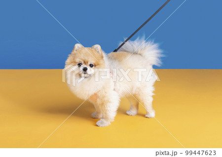 a cute pomeranian dog with lead, leash a cute pomeranian dog with lead, leash 99447623