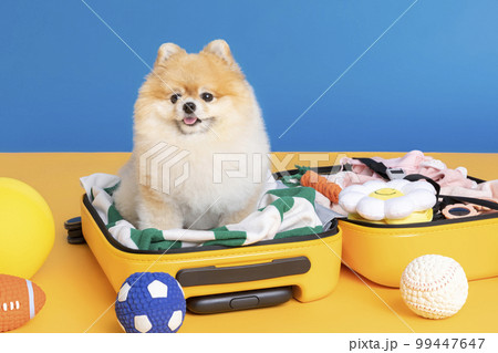 preparing for a trip with pet, a cute pomeranian dog 99447647
