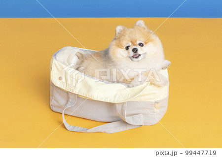 a cute pomeranian dog with luggage bag, pet travel concept a cute pomeranian dog with luggage bag, pet travel concept 99447719