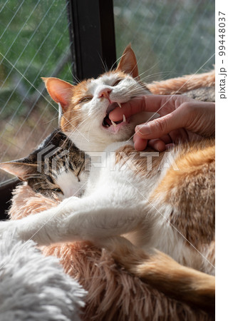手を噛む猫　茶トラ白 99448037