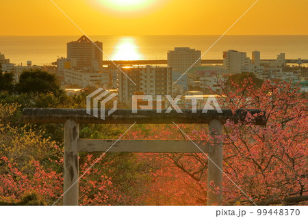 沖縄県名護市 名護城公園内名護神社の参道の鳥居を彩る早咲きの琉球寒緋桜と名護湾を照らす夕陽の道 沖縄県名護市 名護城公園内名護神社の参道の鳥居を彩る早咲きの琉球寒緋桜と名護湾を照らす夕陽の道 99448370