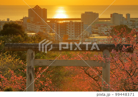 沖縄県名護市 名護城公園内名護神社の参道の鳥居を彩る早咲きの琉球寒緋桜と名護湾を照らす夕陽の道 沖縄県名護市 名護城公園内名護神社の参道の鳥居を彩る早咲きの琉球寒緋桜と名護湾を照らす夕陽の道 99448371