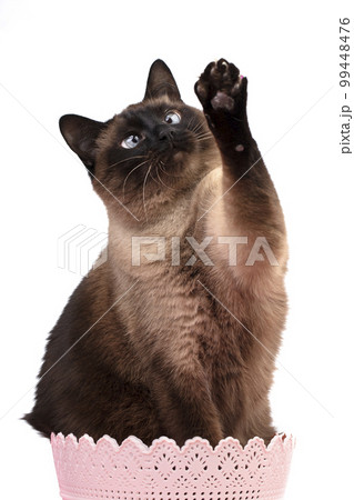 A beautiful playful Siamese cat in a pink basket raised her paw. 99448476