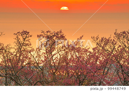 沖縄県名護市 名護城公園さくらの園の日本一早咲きの琉球寒緋桜と夕焼けのなか名護湾に沈む夕陽 沖縄県名護市 名護城公園さくらの園の日本一早咲きの琉球寒緋桜と夕焼けのなか名護湾に沈む夕陽 99448749