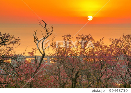 沖縄県名護市 名護城公園さくらの園の日本一早咲きの琉球寒緋桜と夕焼けのなか名護湾に沈む夕陽 沖縄県名護市 名護城公園さくらの園の日本一早咲きの琉球寒緋桜と夕焼けのなか名護湾に沈む夕陽 99448750