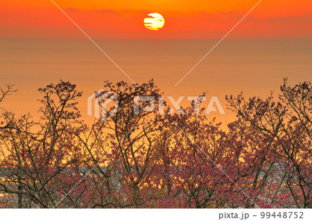 沖縄県名護市　名護城公園さくらの園の日本一早咲きの琉球寒緋桜と夕焼けのなか名護湾に沈む夕陽 99448752