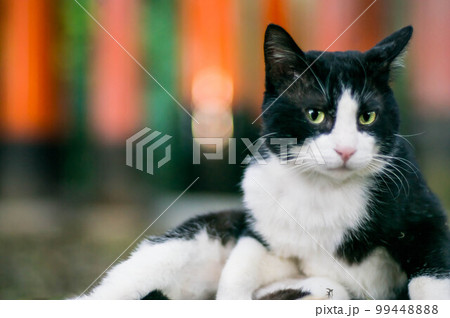 京都 伏見稲荷大社の森でコミカルなモデルを務める野良猫 99448888