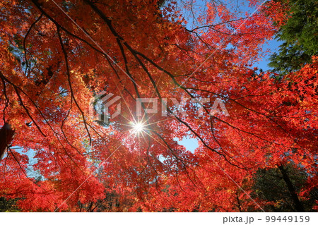 埼玉県比企郡嵐山町鎌形　嵐山渓谷の逆光の紅葉したもみじと隙間からの陽射し 99449159