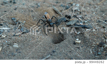 Close-up of Pepsis grossa, near its sand burrow. Earth wasp deepens its burrow. Hawk wasp tarantula. 99449262