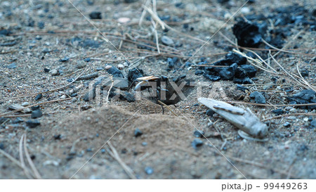 Close-up of Pepsis grossa near its sand burrow. Earth wasp deepening its nest. Hawk wasp tarantula. 99449263