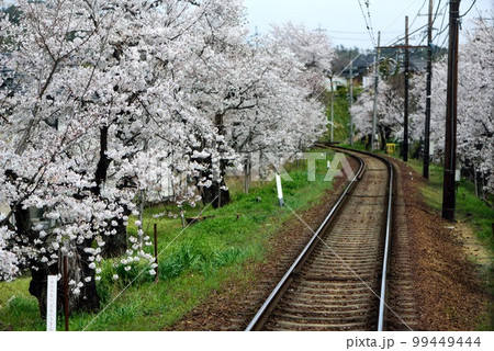 京都　嵐電　桜のトンネル 99449444