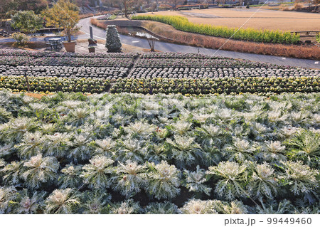 やまぐちフラワーランド 99449460