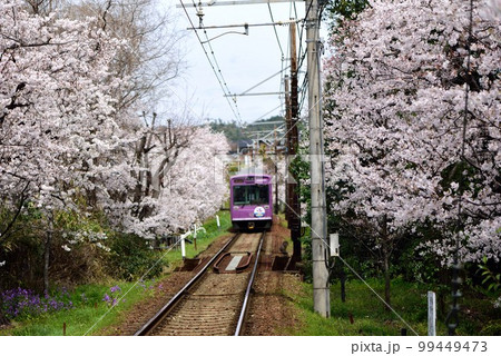 京都 嵐電 桜のトンネル 京都 嵐電 桜のトンネル 99449473