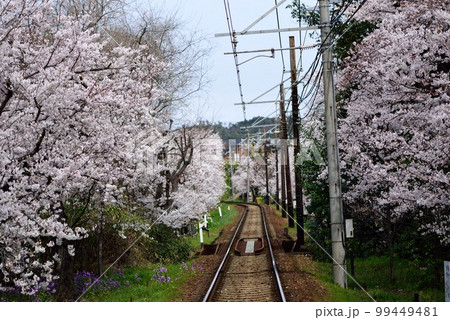京都　嵐電　桜のトンネル 99449481