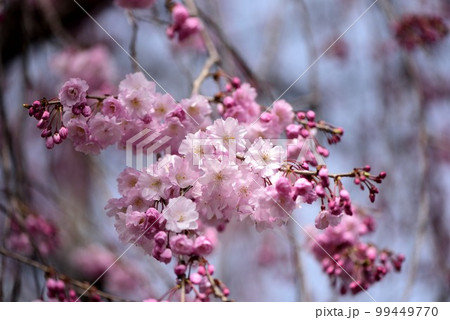 嵐電 桜のトンネル 桜の花びら 嵐電 桜のトンネル 桜の花びら 99449770