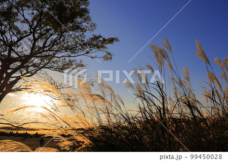 秋 ススキ 曾爾高原 夕方 99450028