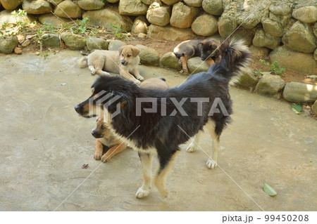 ヴェトナム　サパの農村風景　犬の親子 99450208