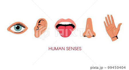 Five senses vector illustrations. Taste, sight, touch, smell, hearing 99450404