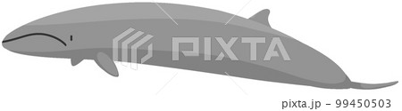 イワシクジラ 99450503