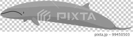 イワシクジラ 99450503
