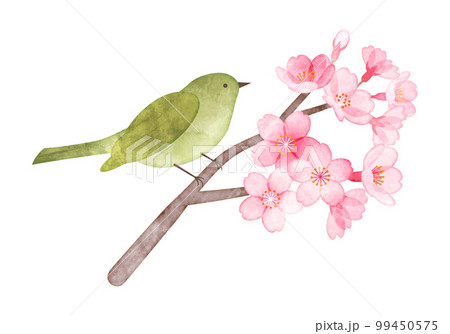 桜とうぐいす 手描き水彩風イラストのイラスト素材 [99450575] - PIXTA