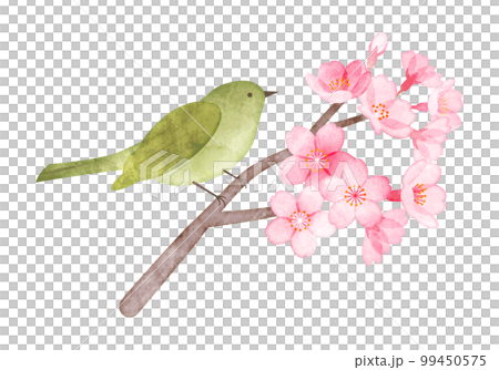 Cherry blossoms and uguisu hand-painted watercolor style illustration Cherry blossoms and uguisu hand-painted watercolor style illustration 99450575